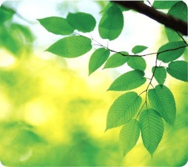 Fellowes Fellowes 5903801 Verde alfombrilla para ratón Fellowes Fellowes 5903801 Verde alfombrilla para ratón