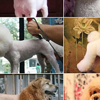 Klack Maquina cortapelos profesional para animales Klack Maquina cortapelos profesional para animales