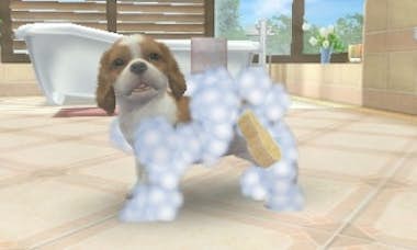 Nintendo Nintendo Nintendogs + Cats: Toy Poodle, 3DS vídeo Nintendo Nintendo Nintendogs + Cats: Toy Poodle, 3DS vídeo