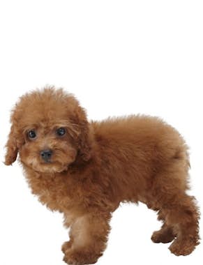 Nintendo Nintendo Nintendogs + Cats: Toy Poodle, 3DS vídeo Nintendo Nintendo Nintendogs + Cats: Toy Poodle, 3DS vídeo
